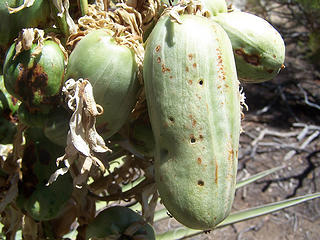 Pods on the yucca