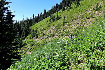 Skyline ridge trail. Later in the day the brush was cleared for the Fat Dog 100 run.