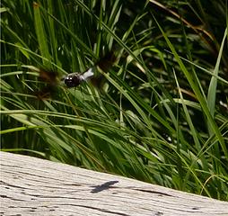 Cleared for landing:  White tail  (Plathemis lydia), Yellowstone NP