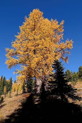 Other side of our landmark larch