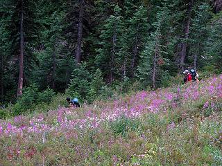 Descending sheep trail in fireweed and asters