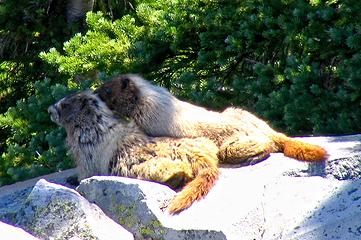 Marmot pair