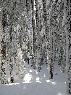 Hiker in the Snowy Trees