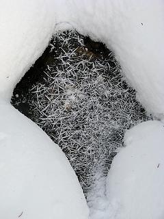 Frost needles on stream ice