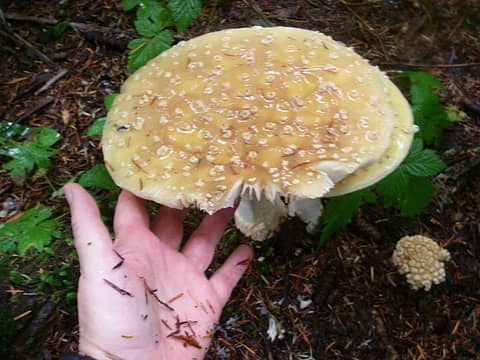 amanita I think hand for scale