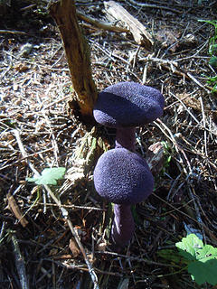 Velvet mushrooms?