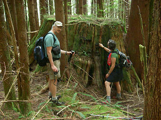 Hikers examine big cedar stump, Pratt RR