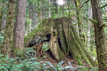 big stump