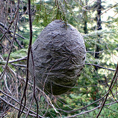 Paper Wasp nest next to Mt Defiance trail below Pratt Mountain