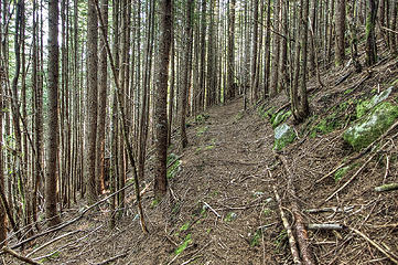 Pratt Lake connector trail, bleak small trees