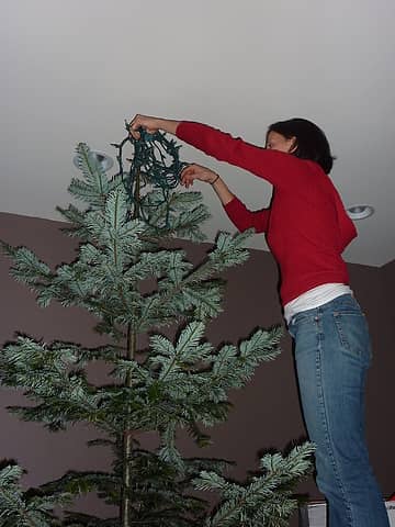 the silver part of the pacific silver fir