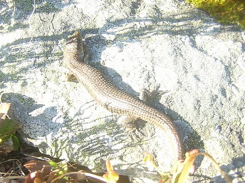 Lizard sunning - this was on the talus field 600' or so below the top.