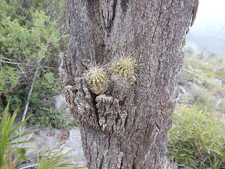 cactus planter tree adornment