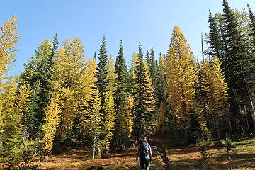 entering the larch