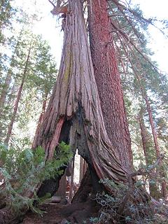 Sequoia and Hemlock