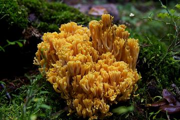 Middle Fork Pasayten fungus