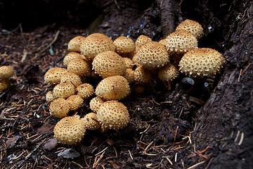 Middle Fork Pasayten mushrooms