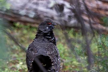 Spruce Grouse near Fred's Lake