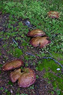 Mushrooms at Buckskin Lake
