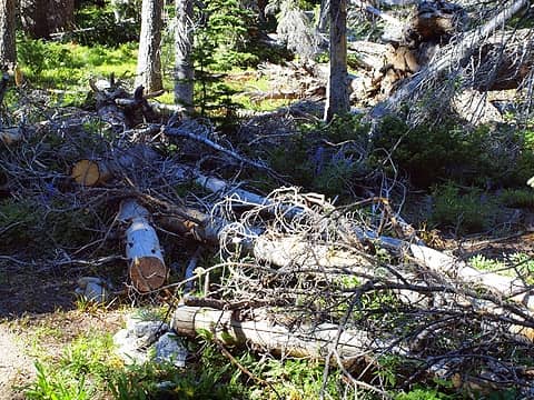 cut logs at trail junction at ~7100'
