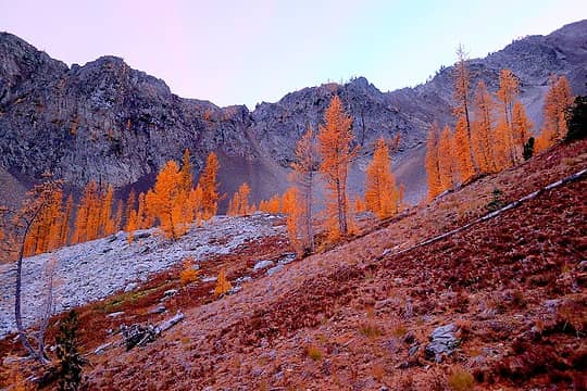 Larches glowing candied orange color in the pink light