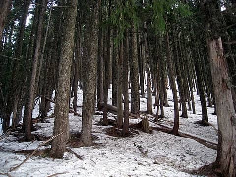 wide open understory along the small treed ridge