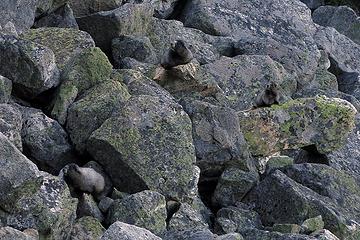 Three marmots