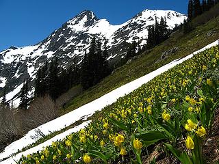 Glacier lilies and Mesahchie