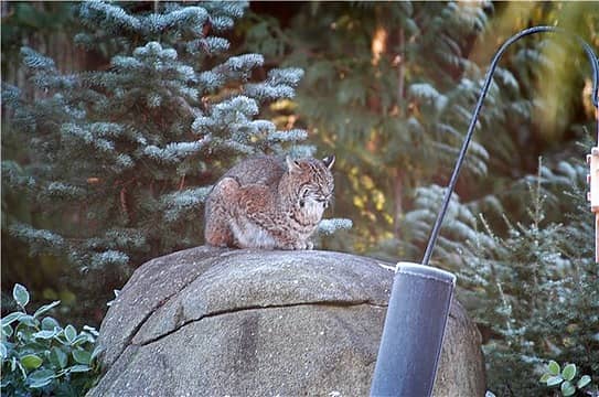 Bobcat sleepy fella on rock by feeder-Horz
