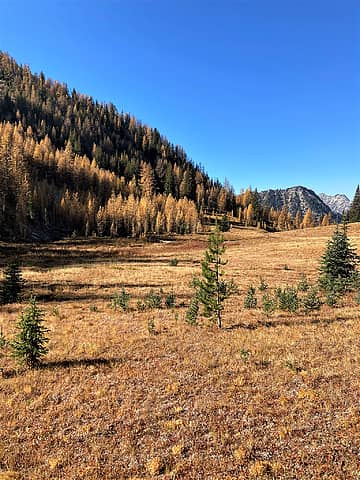 Larch meadow in the basin.