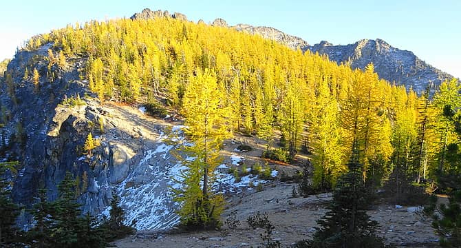 Larches at Fifth of July Pass