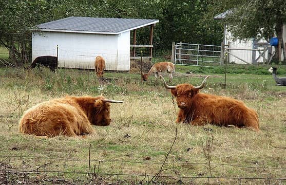 Alpacas, sheep, horses, and some very unusual cows...