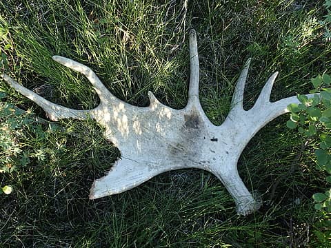 Someone/something took a chomp out of these moose antlers.