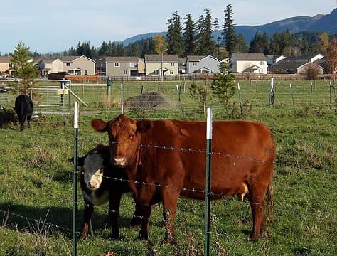 Suburban Cow Jail.  Enumclaw has lost a lot of its small-town charm, but it's still beautiful.
