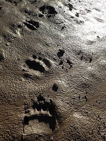More bear tracks on our hike out.