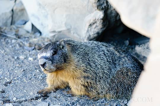 Palouse Falls resident rodent [DH]