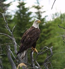 Bald eagle at Little Torfu Lk Yukon
