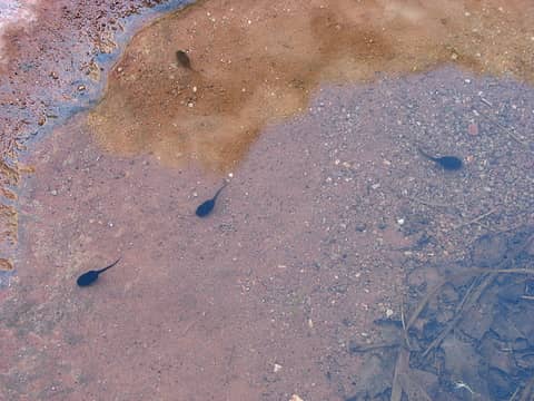 6/3 Tadpoles in desert puddle