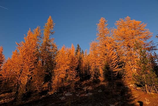 Deepest gold larches, hiking back to camp