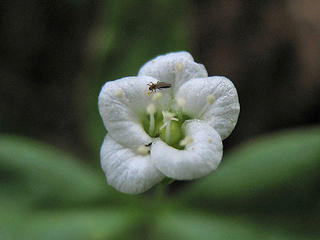 White Flower & Bug