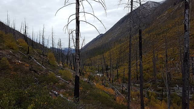 Some of the more open bushwhacking terrain on the abandoned Lake creek trail