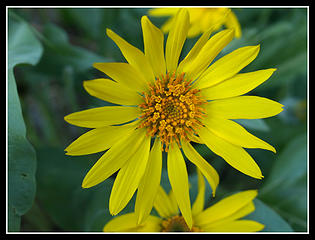 Balsamroot Flower