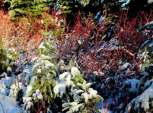 Holiday colors on the crest of Kelly Butte