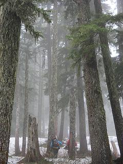 Misty winter woods hiking 1