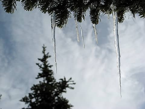 Tree icicles near the cold summit