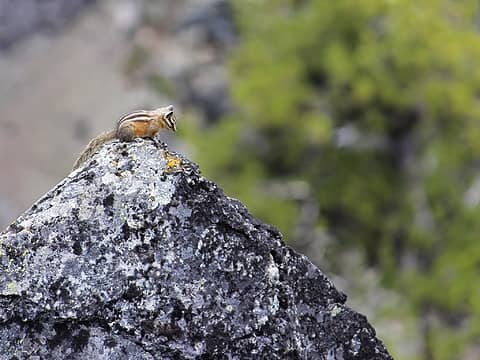 Chipmunk tops out