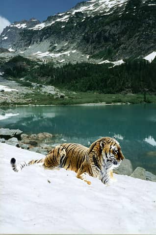 Blanca Lake Tiger