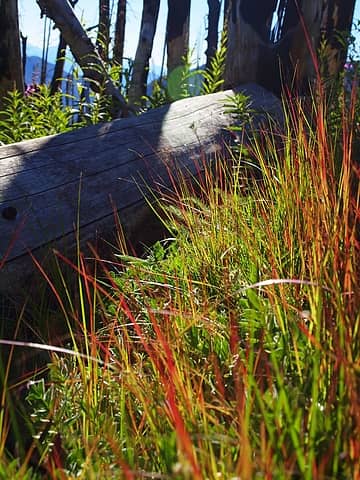 red grasses