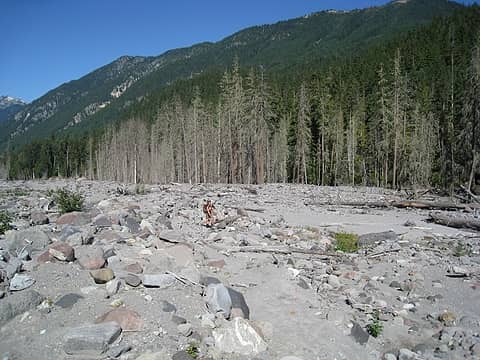 the destruction near the suiattle river. what happened to the trees in the background?