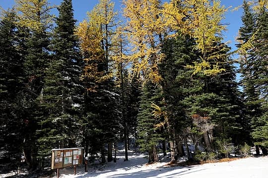 Larches above the trailhead sign